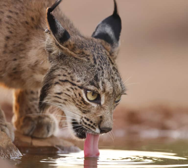 El espectáculo en vídeo de seis cachorros de lince nacidos en un pajar abandonado