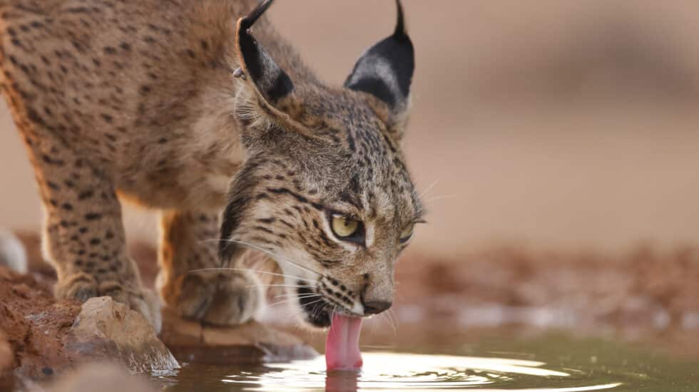 Cachorro de lince bebiendo agua.