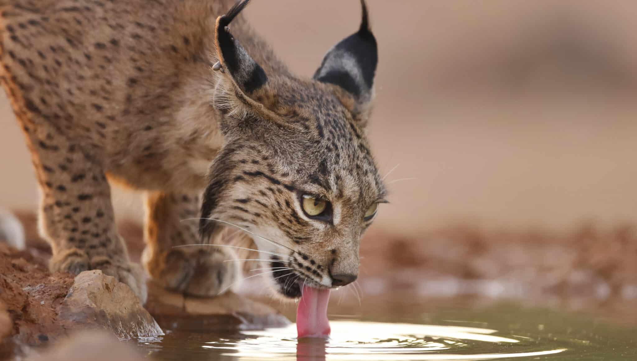 Cachorro de lince bebiendo agua.