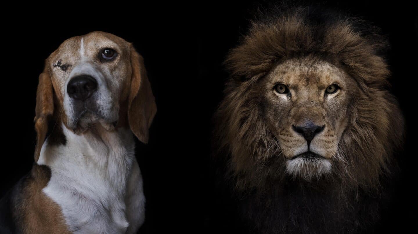 Retratos de animales rescatados.