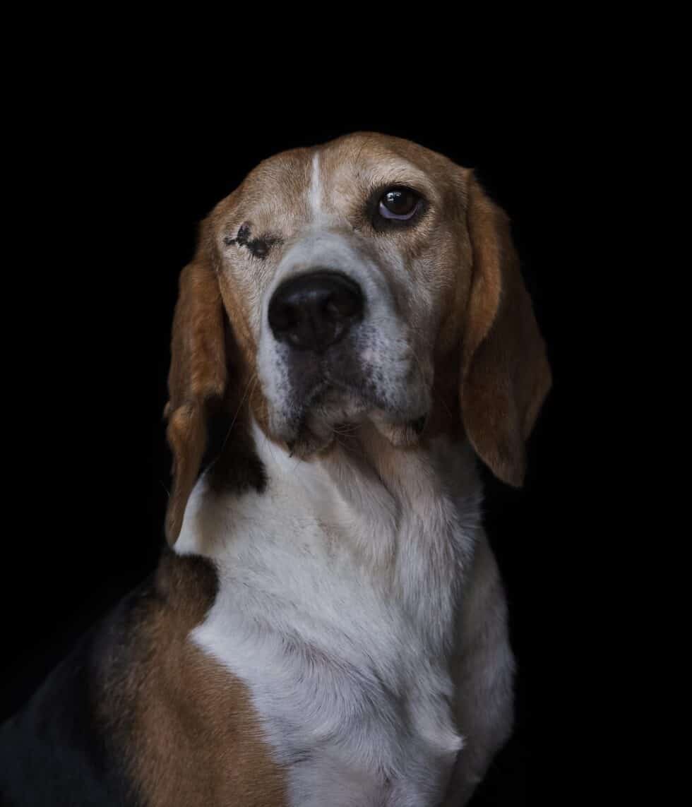 Dante, beagle rescatado tuerto.