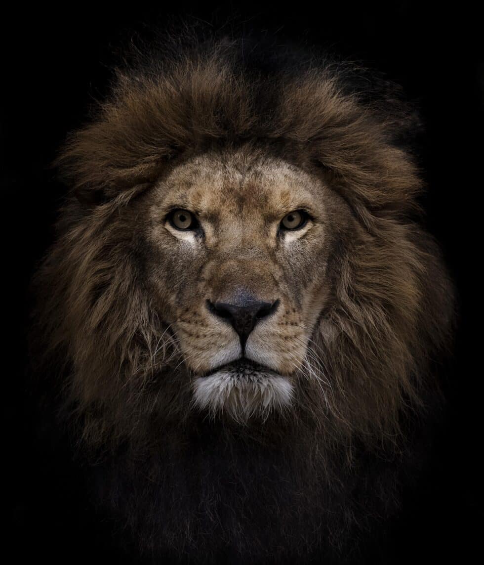 Gondar, el león de circo rescatado.