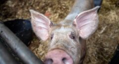 España sacrifica a un 40% más de cerdos que hace 10 años con exportaciones récord