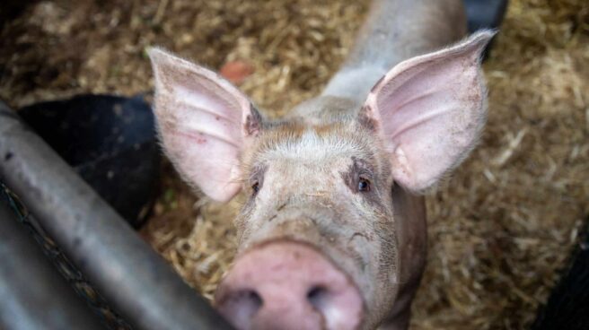 Un cerdo, en el centro de acogida temporal para animales de granja de El Paso, a 6 de noviembre de 2021, en El Paso, La Palma.