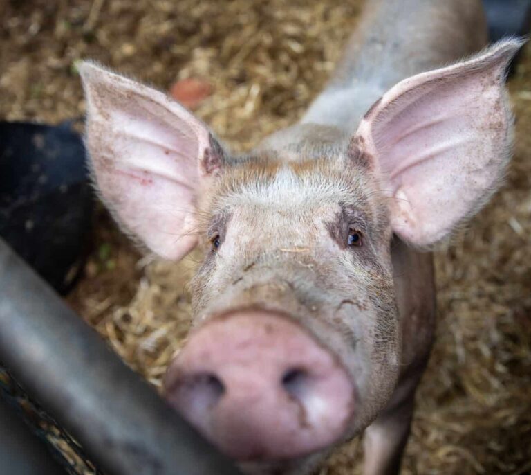 España sacrifica a un 40% más de cerdos que hace 10 años con exportaciones récord