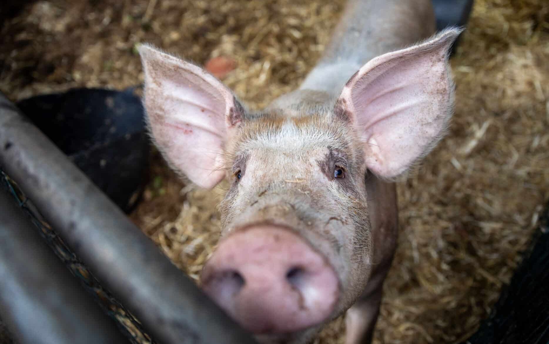 Un cerdo, en el centro de acogida temporal para animales de granja de El Paso, a 6 de noviembre de 2021, en El Paso, La Palma.