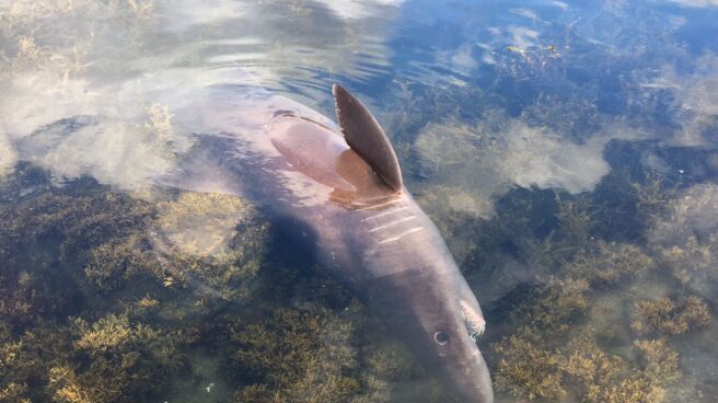 Hallan en la ría de Arosa un tiburón de una especie nunca vista en Galicia Hembra adulta de tiburón solrayo