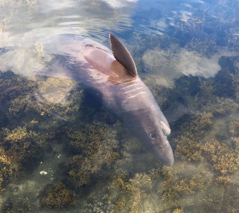 Hallan en la ría de Arosa un tiburón de una especie nunca vista en Galicia