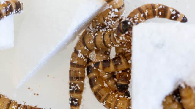 Zophobas morio 'superworm' Gusanos 'Zophobas morio' comiendo poliestireno.