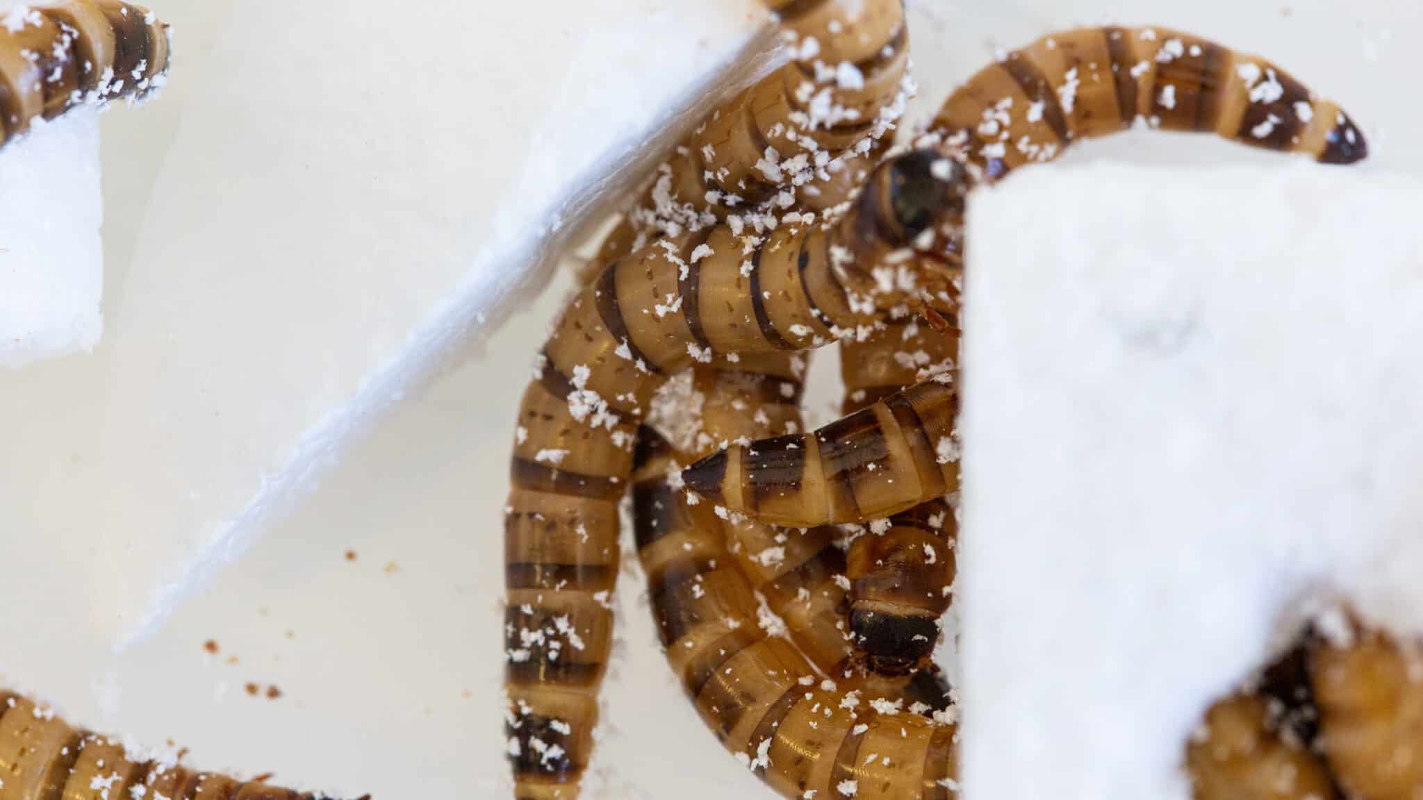 Gusanos 'Zophobas morio' comiendo poliestireno.