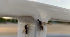Hormigas voladoras en Madrid: no es una plaga, es época de copular con la reina