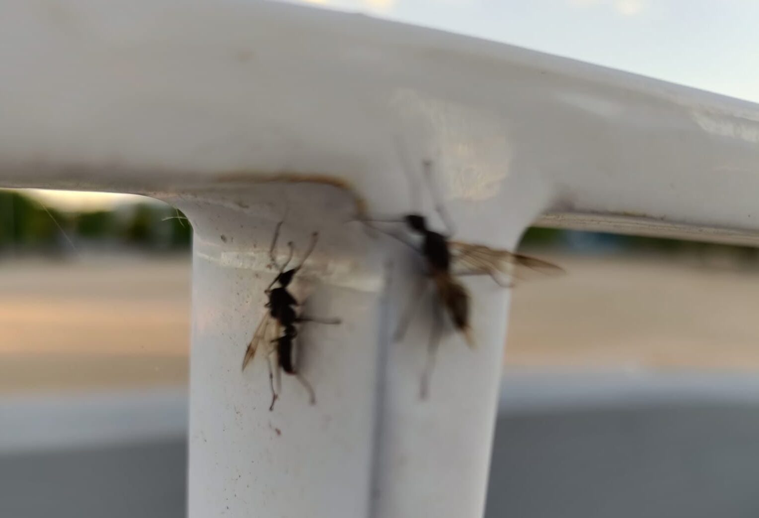 Hormigas voladoras en Madrid: no es una plaga, es época de copular con la reina