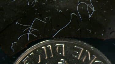 Descubren una bacteria gigante, observable a simple vista