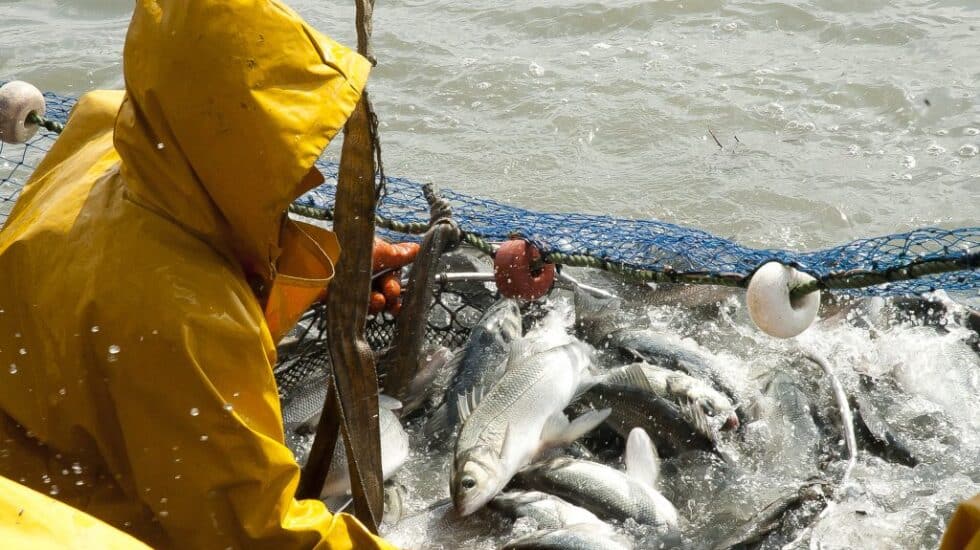 Un pescador recolectando las lubinas y doradas en los esteros de Lubimar.