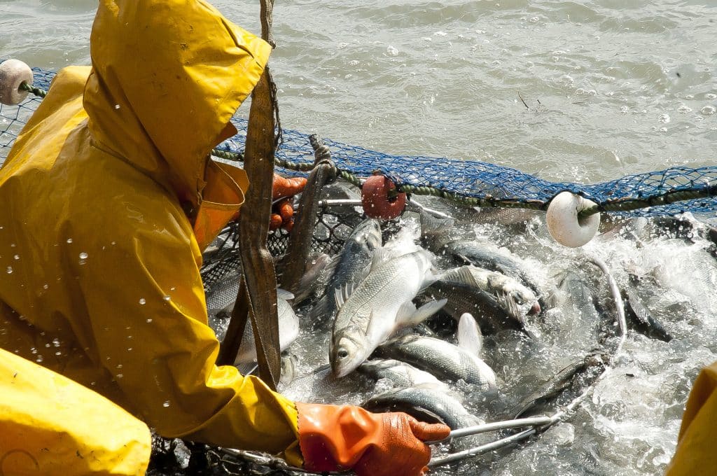 Un pescador recolectando las lubinas y doradas en los esteros de Lubimar.