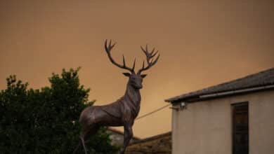 Catástrofe en Zamora: el fuego ya ha arrasado un 30% de la Sierra de la Culebra