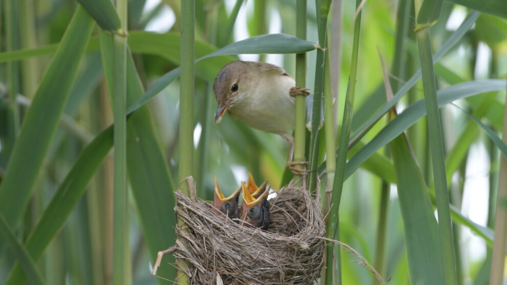 Huawei presta apoyo tecnológico a proyectos para la protección de la biodiversidad alrededor del mundo a través de su iniciativa global Tech4all. El sistema de inteligencia artificial de los 'guardianes' identifica el canto de las diversas especies de aves y aprende sobre la marcha del paisaje sonoro del bosque.