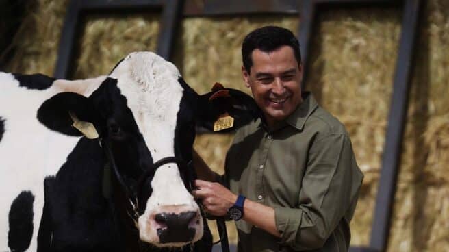 Juanma Moreno, con la vaca Fadie en la campaña electoral de Andalucía. Juanma Moreno, con la vaca Fadie en la campaña electoral de Andalucía.