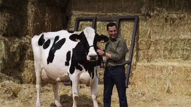 Juanma Moreno posa junto a la vaca Fadie durante un acto de la campaña electoral del PP. Juanma Moreno posa junto a la vaca Fadie durante un acto de la campaña electoral del PP.