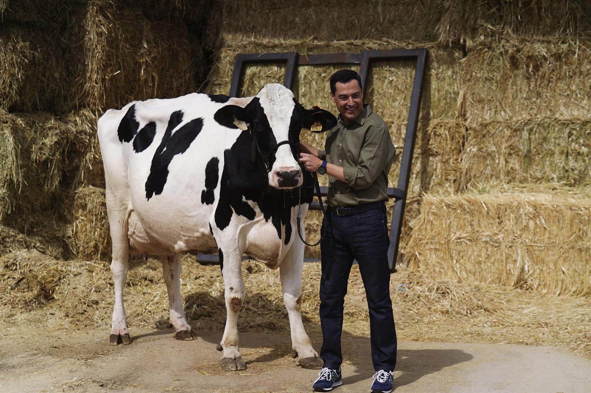 Juanma Moreno posa junto a la vaca Fadie durante un acto de la campaña electoral del PP.