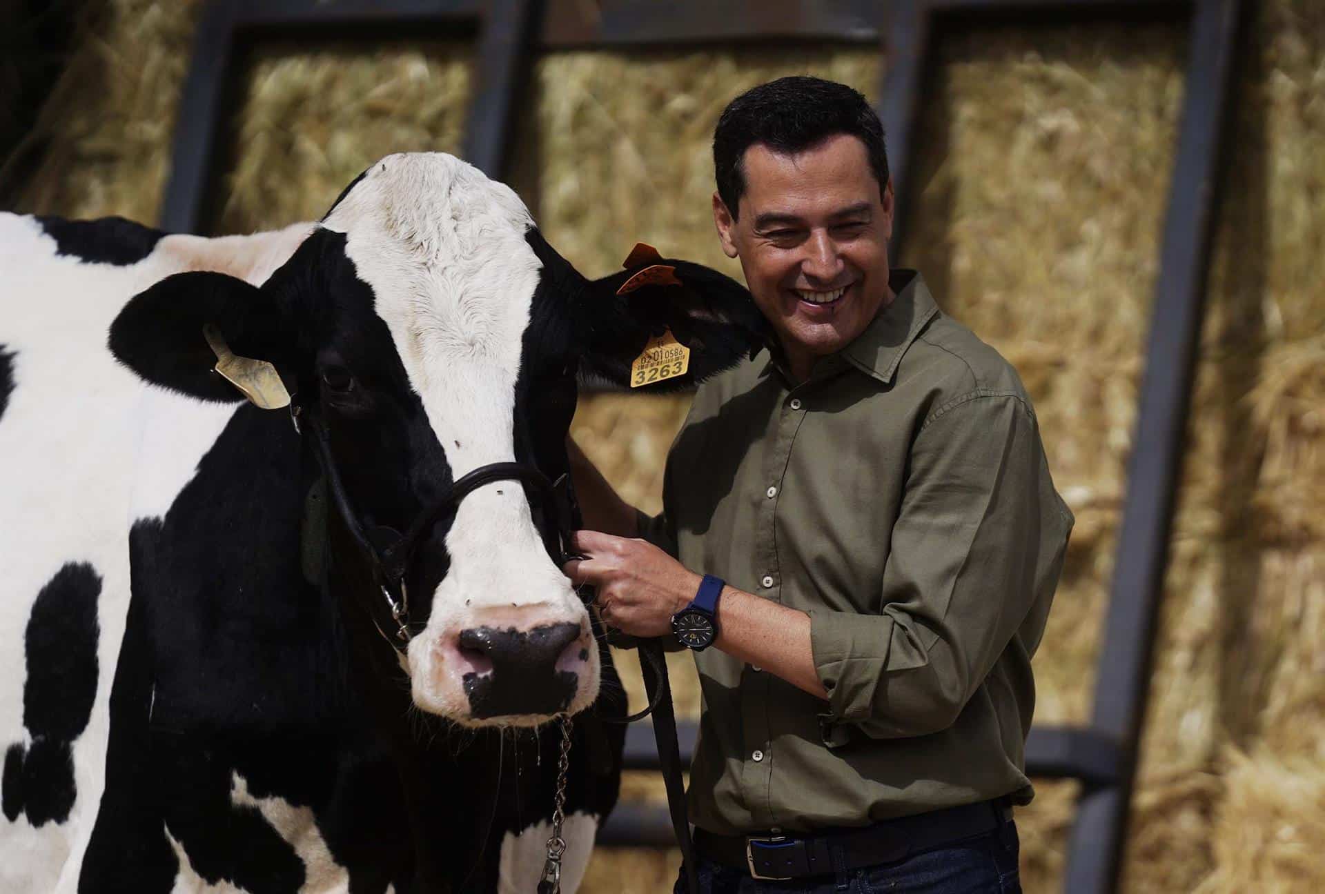 Juanma Moreno, con la vaca Fadie en la campaña electoral de Andalucía.