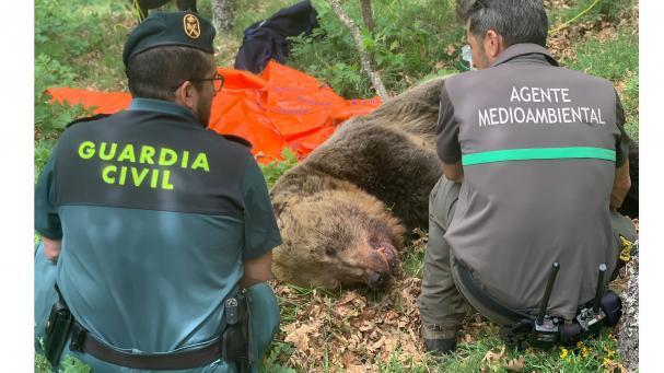 Agentes junto al oso muerto en Palencia.