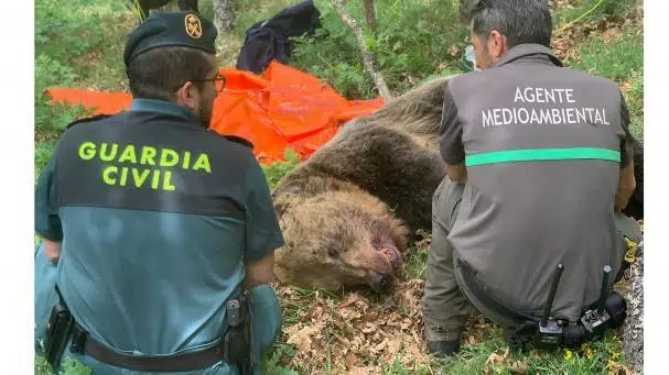 El osezno de la osa atacada en Palencia se encuentra con vida