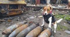 Patron, el perro héroe de Ucrania que triunfa en Cannes