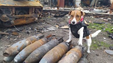 Patron, el perro héroe de Ucrania que triunfa en Cannes