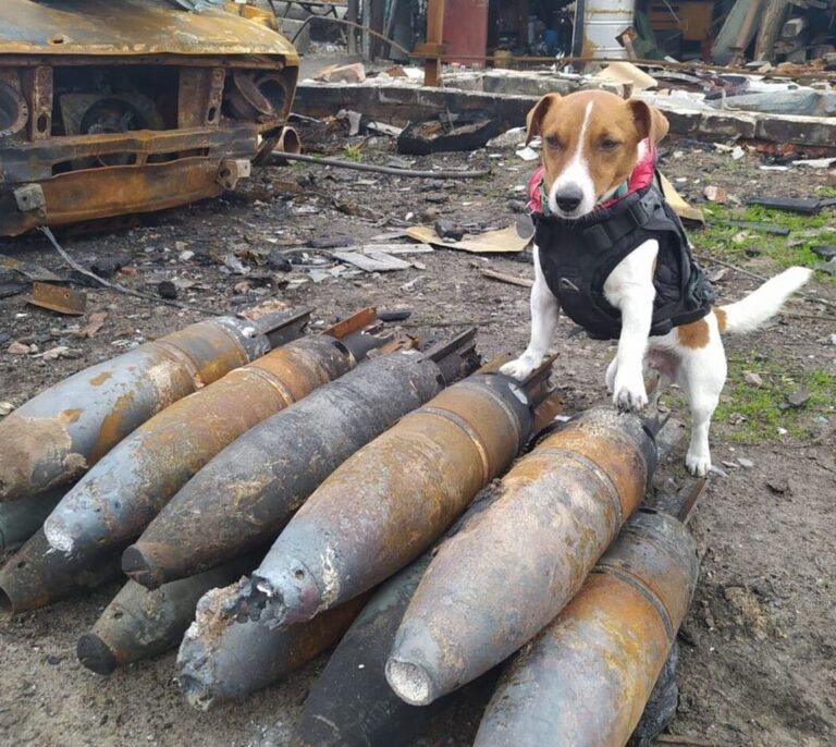 Patron, el perro héroe de Ucrania que triunfa en Cannes