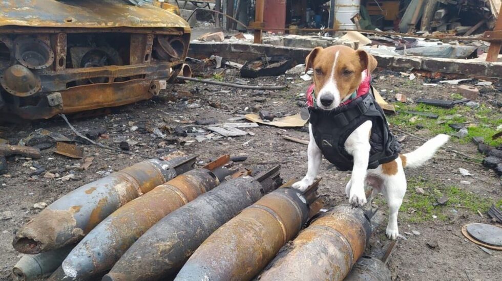 Patron, el perro que localiza minas en Ucrania