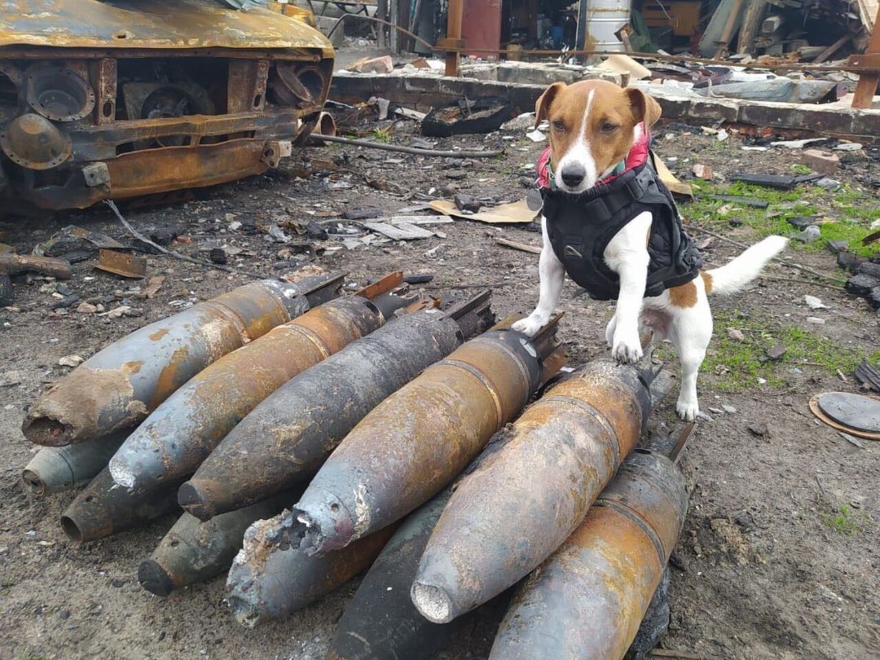 Patron, el perro que localiza minas en Ucrania