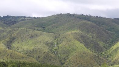 CO2 Revolution regenera una extensión forestal similar a la de 1.000 campos de fútbol