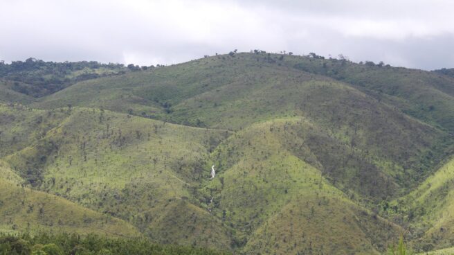 CO2 Revolution regenera una extensión forestal similar a la de 1.000 campos de fútbol Bosque