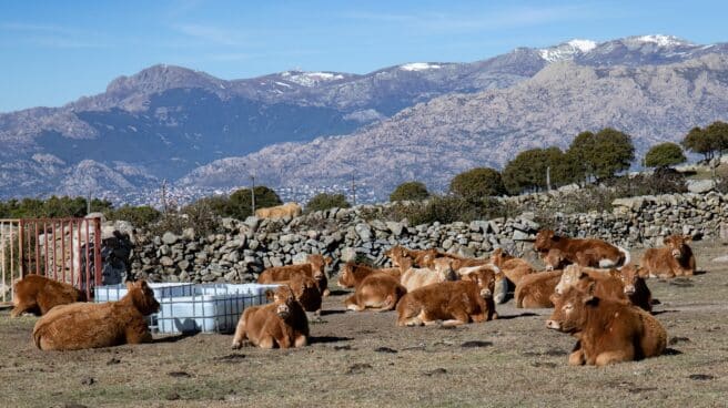 Varías vacas descansan en una finca en la ruta de la Dehesa de Navalvillar en Colmenar Viejo, Madrid. Varías vacas descansan en una finca en la ruta de la Dehesa de Navalvillar en Colmenar Viejo, Madrid.