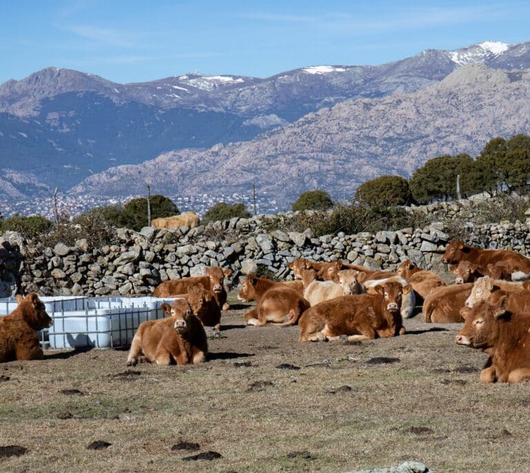 La falta de relevo generacional aboca al cierre de miles de granjas de carne vacuna