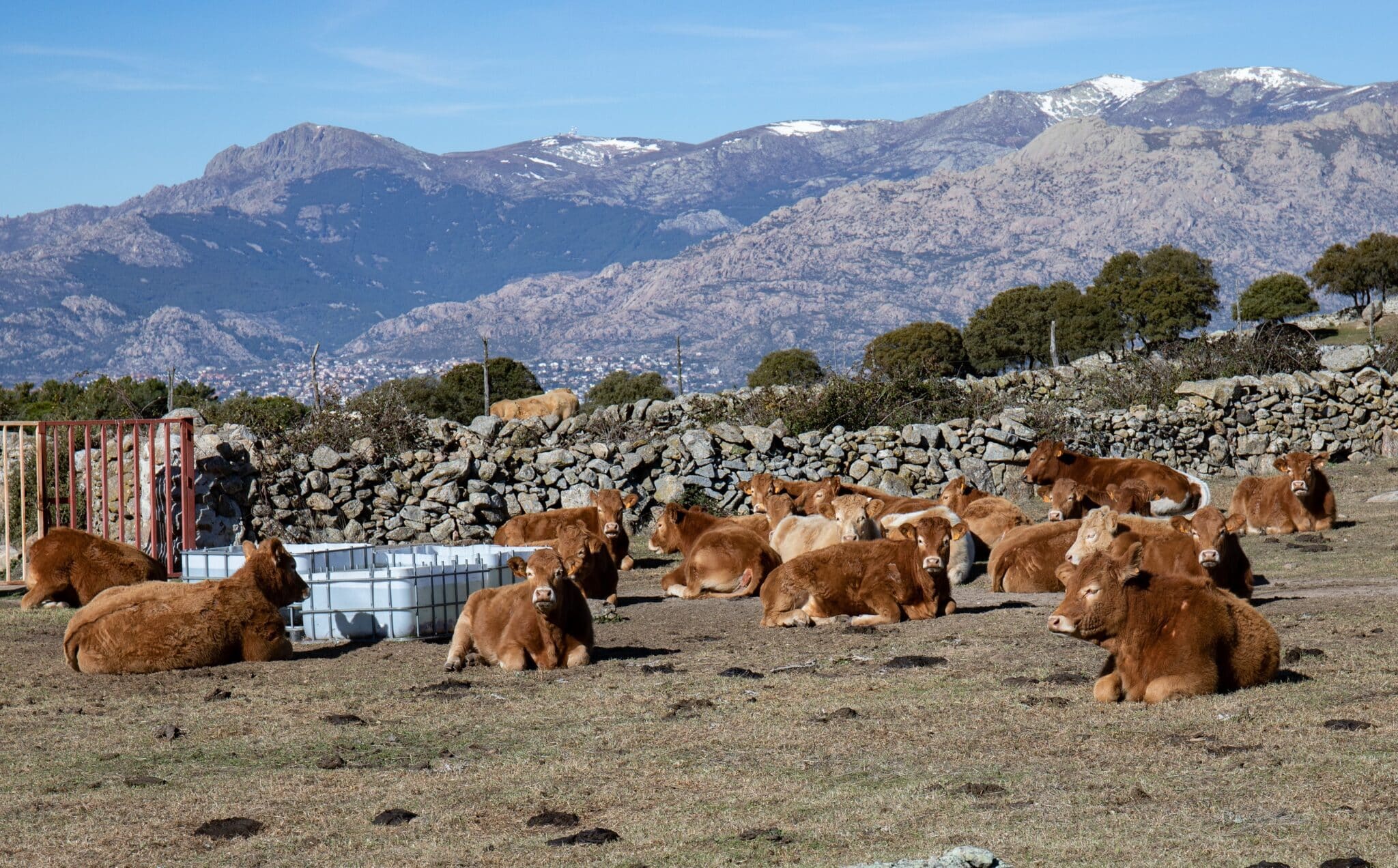 Varías vacas descansan en una finca en la ruta de la Dehesa de Navalvillar en Colmenar Viejo, Madrid.