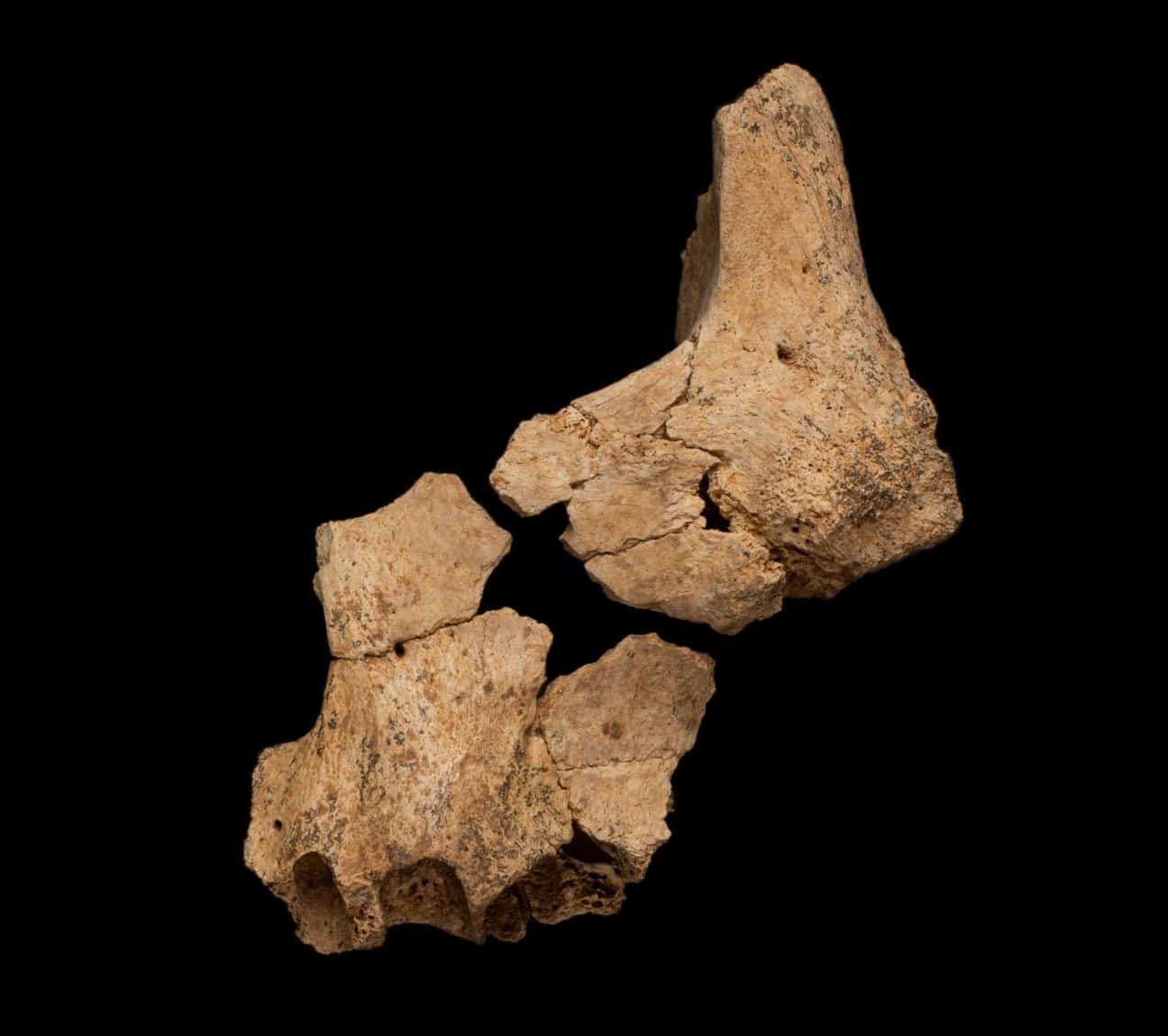 Hallado en Atapuerca el rostro del homínido más antiguo de Europa
