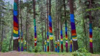 El 'Bosque de Oma' de Ibarrola, renace: 700 árboles de arte y color