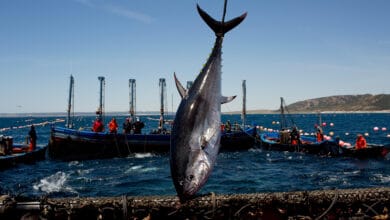 Siempre es temporada de atún rojo en El Campero de Barbate