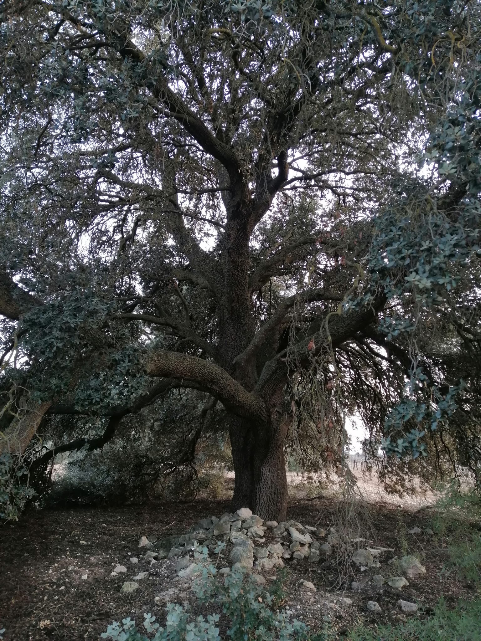 Condenado a plantar un árbol