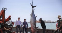 Cifra récord de pesca de atún rojo en las almadrabas de Cádiz