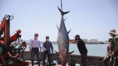 Cifra récord de pesca de atún rojo en las almadrabas de Cádiz