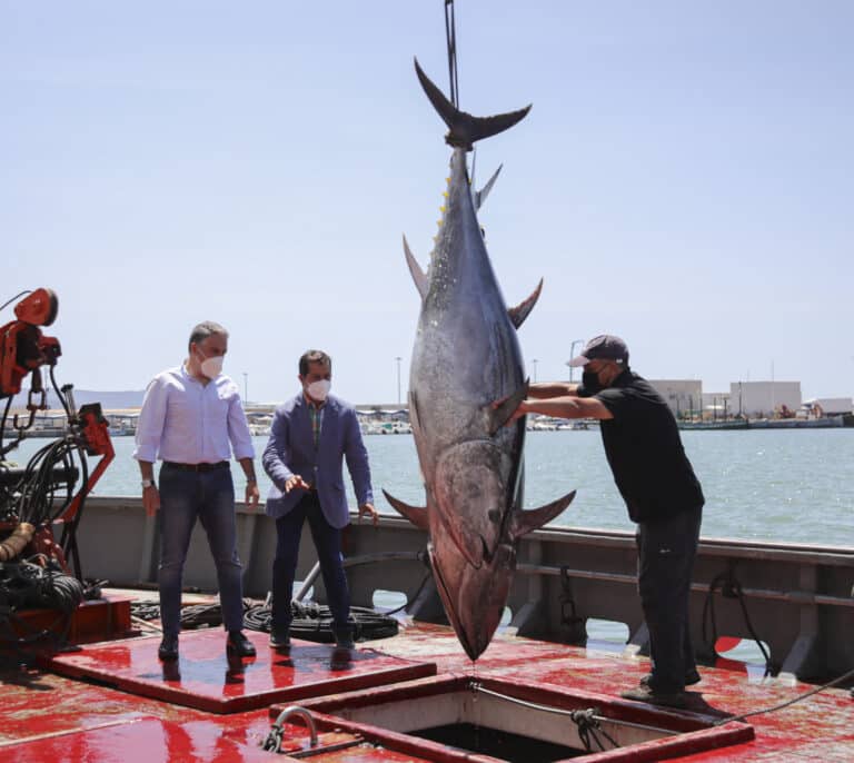 Cifra récord de pesca de atún rojo en las almadrabas de Cádiz
