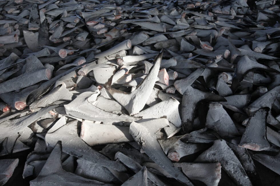 Aletas de tiburón congeladas, en Taiwán.