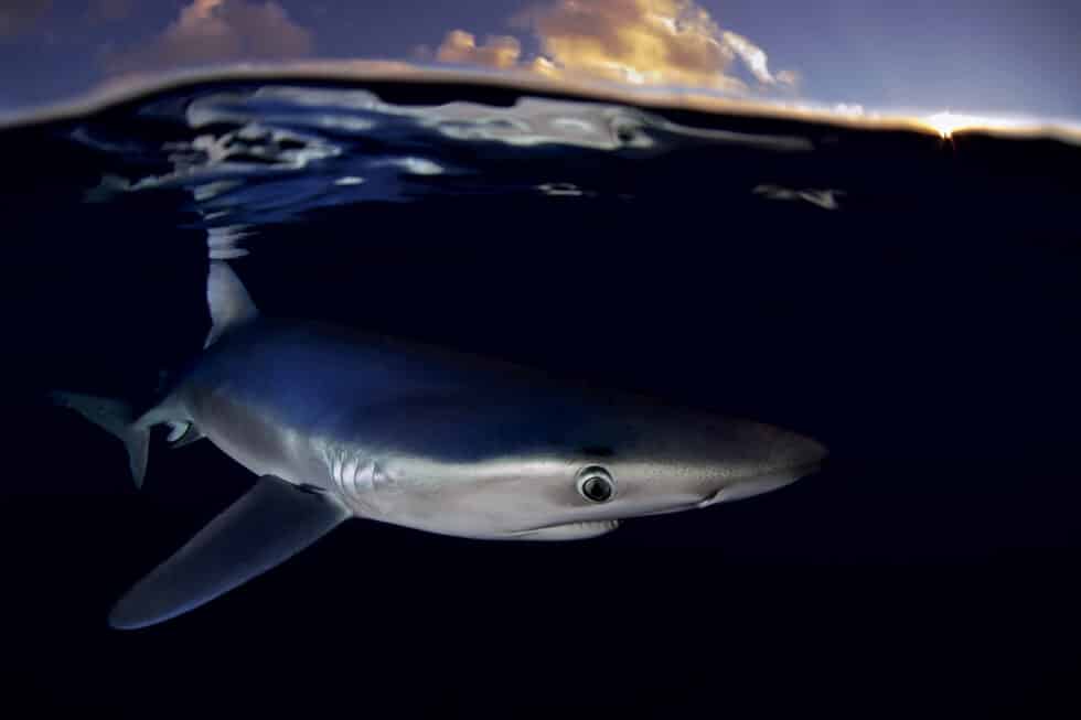 Tiburón azul, cerca de las Azores.