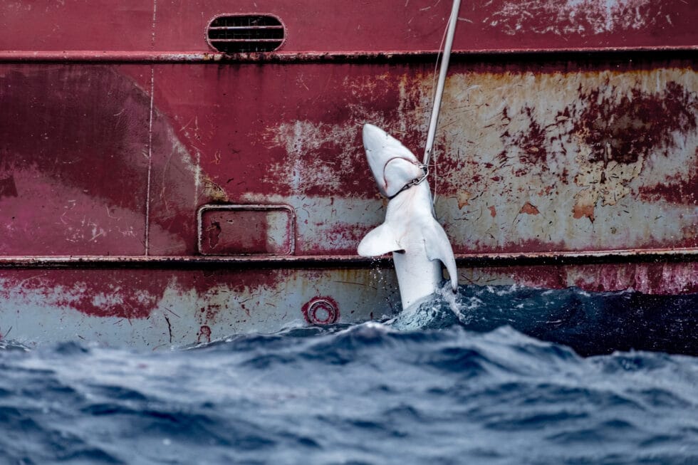 Pesquero español Nuevo Zumaya, cerca de la Azores, 2019.