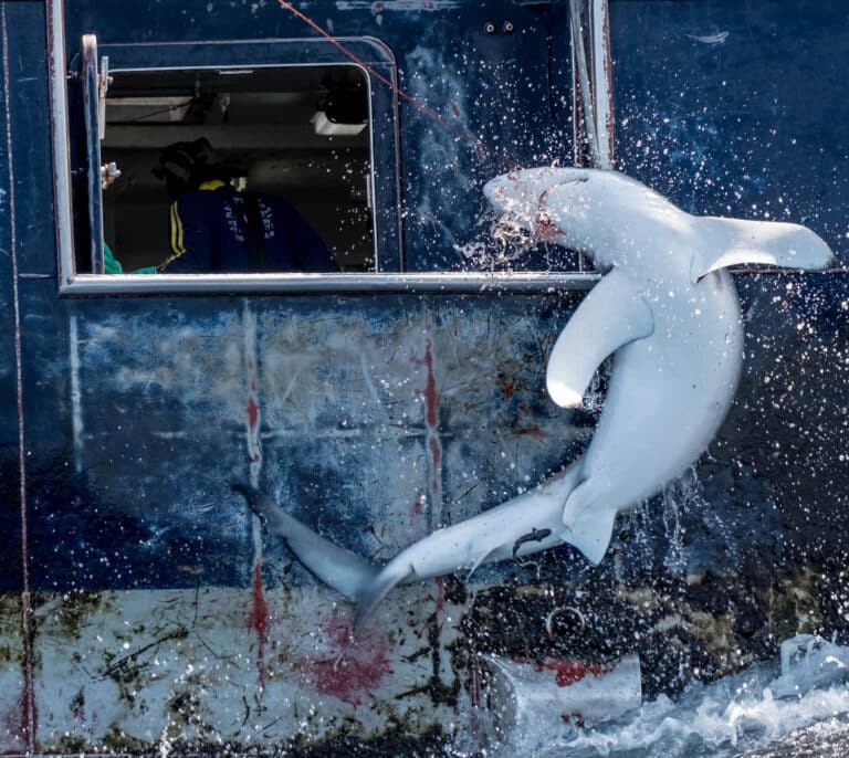 España y Portugal, el terror de los tiburones