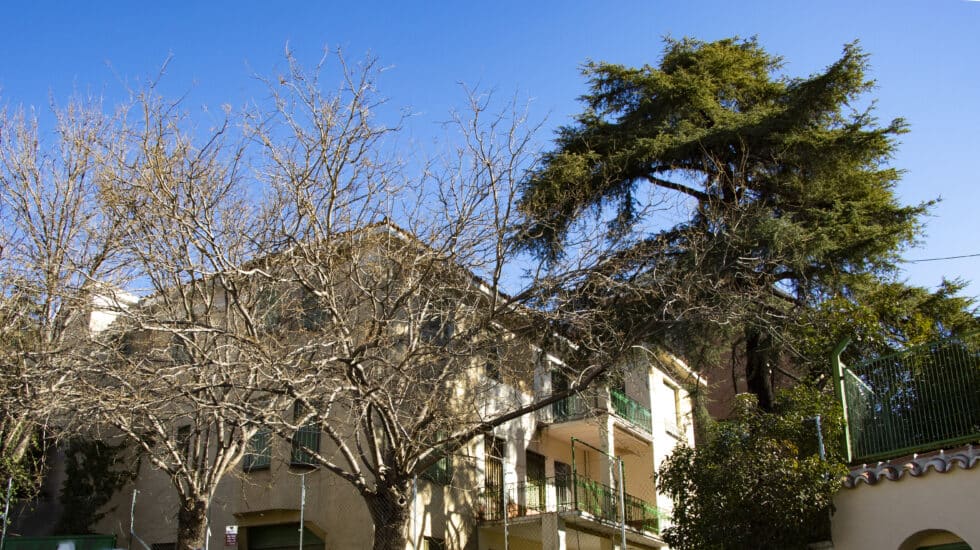 Velintonia vista desde el lado oeste con el imponente cedro libanés