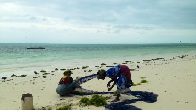 Mujeres recogen algas en la costa de Zanzíbar